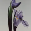 (100 ml) Iris Illusiona Eau de Parfum (100 ml) Iris Illusiona Eau de Parfum